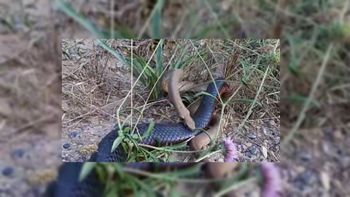 Las dos serpientes se pelearon a muerte Las dos serpientes se pelearon a muerte