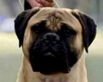Desesperada búsqueda de un perro que se perdió tras un choque