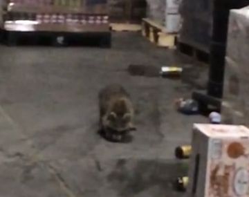 Un mapache terminó borracho