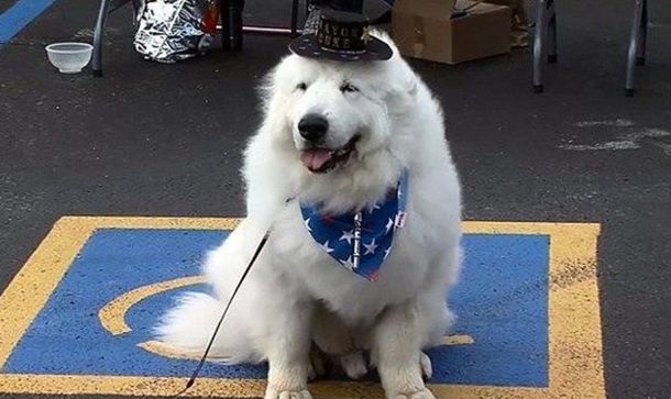 Un perro  fue elegido intendente por tercera vez en un pueblo de Estados Unidos