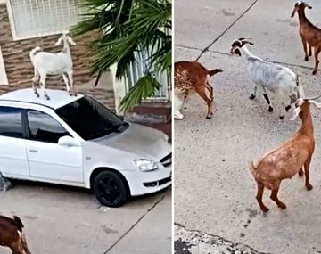 Un rebaño de cabras dañó varios autos