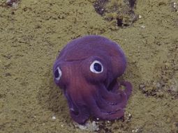 Hallan al calamar más adorable del mundo