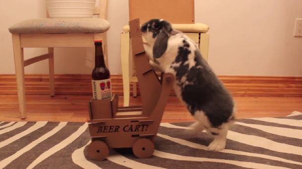 Un hombre le enseñó a su conejo a traerle cerveza: mirá el video