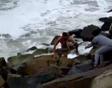 Mar del Plata: un perro cayó al mar y fue rescatado por un vecino