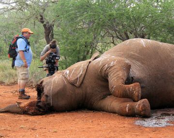 En 15 años se podrían extinguir los elefantes