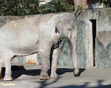 Murió el elefante más viejo de Japón