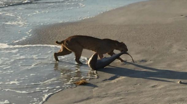 Foto de un gato montés que pesca un tiburón se vuelve viral, pero, ¿es real?