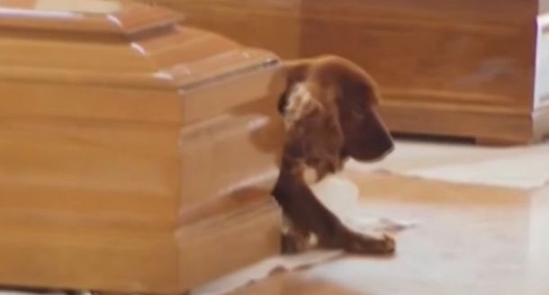 Conmovedor: un perro se negó a abandonar el ataúd de su amo, víctima del terremoto