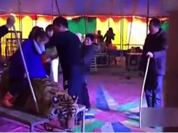 Ataron a un tigre en un circo chino Ataron a un tigre en un circo chino