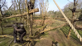 un mono derriba un drone que grababa el zoo un mono derriba un drone que grababa el zoo