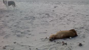 logran rescatar a un lobo marino desnutrido logran rescatar a un lobo marino desnutrido