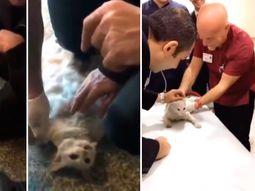 video: dramatico rescate de un gato atrapado en una puerta video: dramatico rescate de un gato atrapado en una puerta