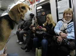 En los metros de Londres, Barcelona y Madrid ya se puede viajar con mascotas e incluso en horas pico En los metros de Londres, Barcelona y Madrid ya se puede viajar con mascotas e incluso en horas pico