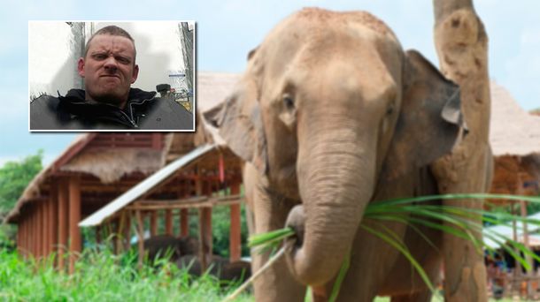 Un elefante mató a un turista inglés en Tailandia
