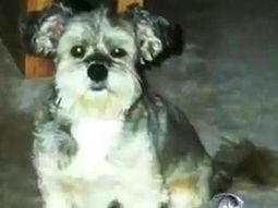 Perro clonado