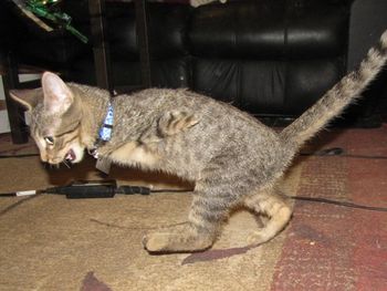 Un gatito de dos patas causa sensación en la web