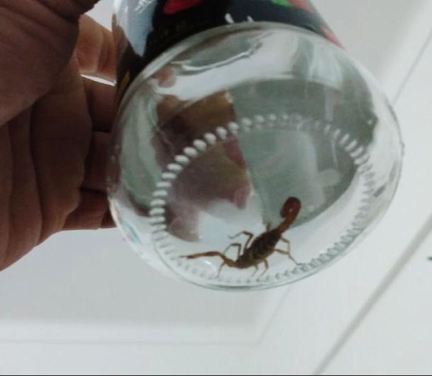 Alarma en Palermo por la aparición de un alacrán en una casa: qué recaudos tomar