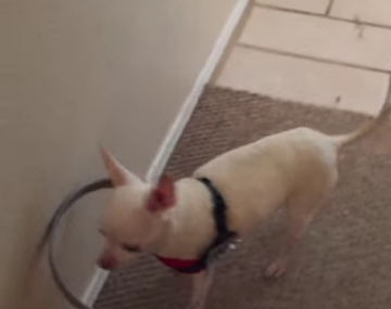 El perro ciego que puede caminar gracias al simple invento de su dueño