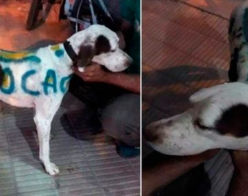 Locura por el Superclásico: un hincha pintó a su perro con los colores de Boca