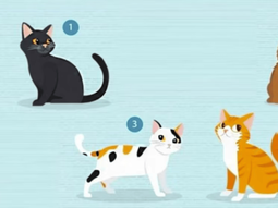 La elección que definirá cómo sos en el amor realmente.