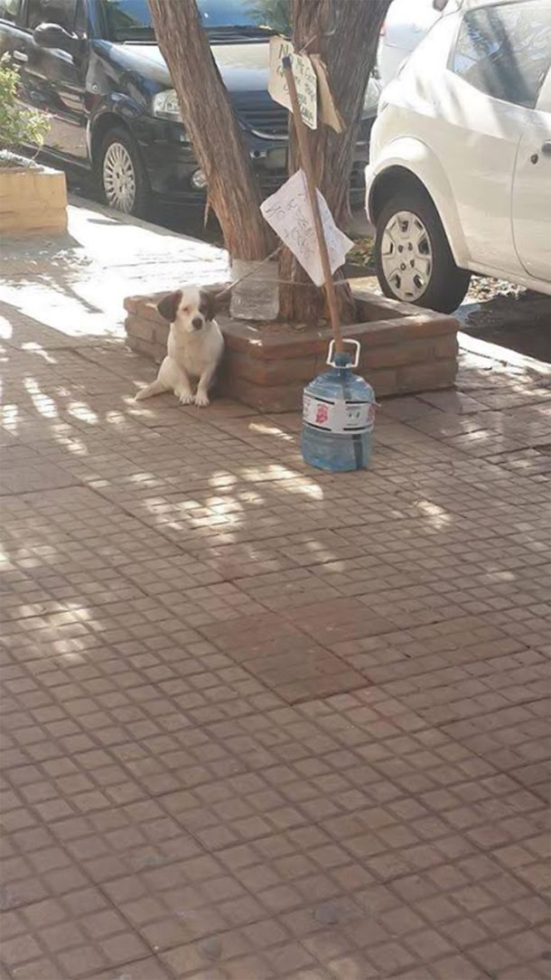 Vecinos de La Plata denuncian que una mujer deja a su perra atada todo el día a un árbol
