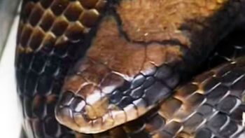 video: mira la serpiente de un metro y medio que causo panico en rosario video: mira la serpiente de un metro y medio que causo panico en rosario