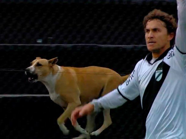 El gol del fútbol uruguayo que se hizo viral: lo festejó un perro