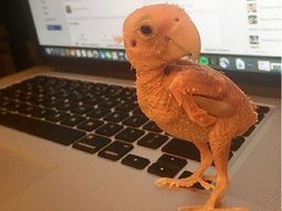El loro sin plumas que causa furor en las redes sociales