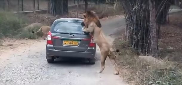 Un león atacó un auto en el parque nacional&nbsp;Bannerghatta
