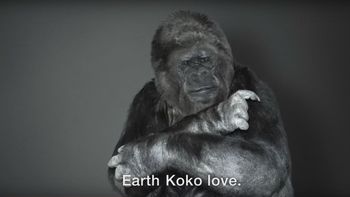 cambio climatico: mira el mensaje de un gorila a los seres humanos cambio climatico: mira el mensaje de un gorila a los seres humanos