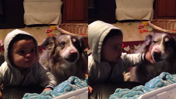 Un perro aprende a decir mamá antes que el bebé de sus dueños