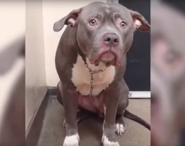 La tristeza del perro abandonado