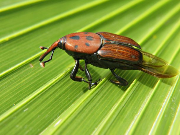 Picudo Rojo de las Palmeras Picudo Rojo de las Palmeras