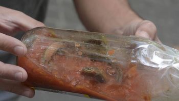 insolito: hallan una vibora en una salsa insolito: hallan una vibora en una salsa