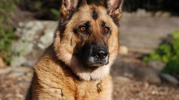 un hombre tuvo que comerse a su perro para sobrevivir