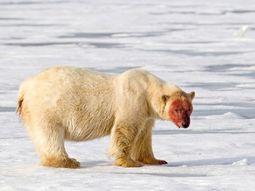 una manada de osos polares cerco a cientificos rusos una manada de osos polares cerco a cientificos rusos