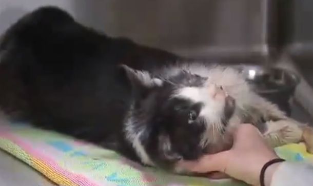 Un gato zombie sale de su tumba después de cinco días para volver a su casa