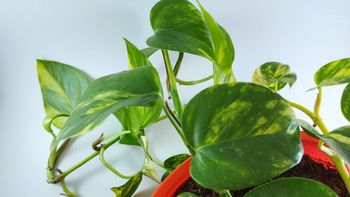 Truco casero: el secreto de colocar aluminio en un potus Truco casero: el secreto de colocar aluminio en un potus