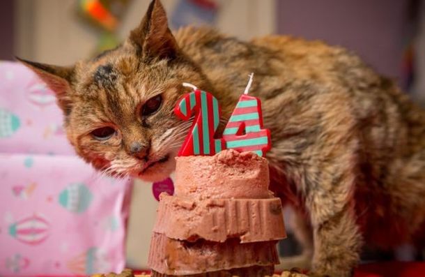 Murió la gata más vieja del mundo a pocos meses de cumplir 24 años