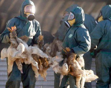 China confirmó el primer contagio humano de gripe aviar H10N3