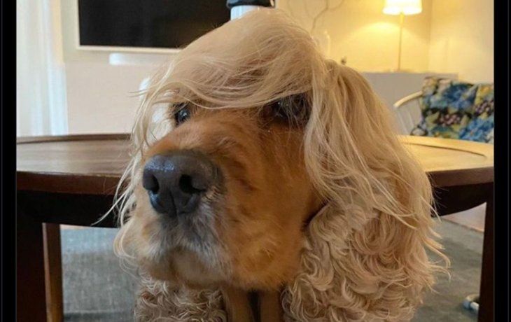 Sin piedad: las redes reaccionaron a la separación de Macri y Juliana Awada, y explotaron los memes