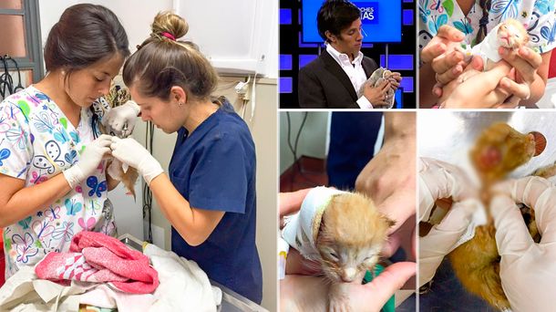 Robertito Funes rescató una gatita de la basura: mirá el impactante video de su recuperación