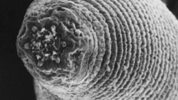 Mephisto_worm--644x362