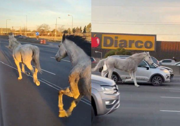 Caballos sueltos por la autopista Panamericana.