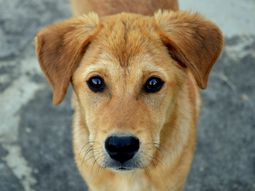 Murió por una infección que contrajo por un beso del perro