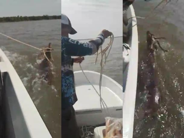 Imágenes sensibles: video indignante de cómo cazan ciervos en Corrientes