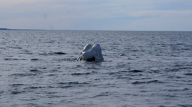 Logran rescatar en Chubut a una ballena que se enredó con una bolsa de arpillera