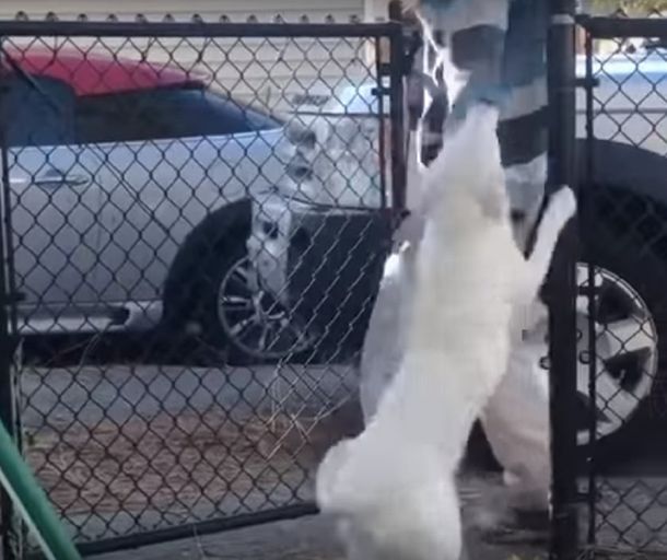 VIDEO: La reacción de una perra ciega y sorda cuando huele a su dueño