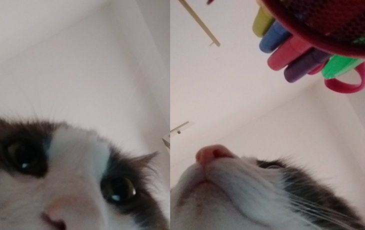 Sinatra, el gato fachero que se saca selfies
