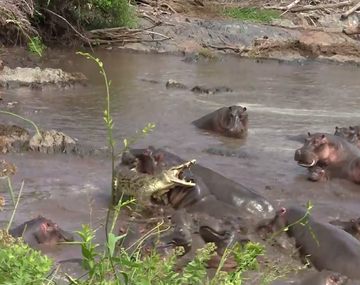 Se metió en el barrio equivocado: un cocodrilo se enfrenta a 30 hipopótamos enojados